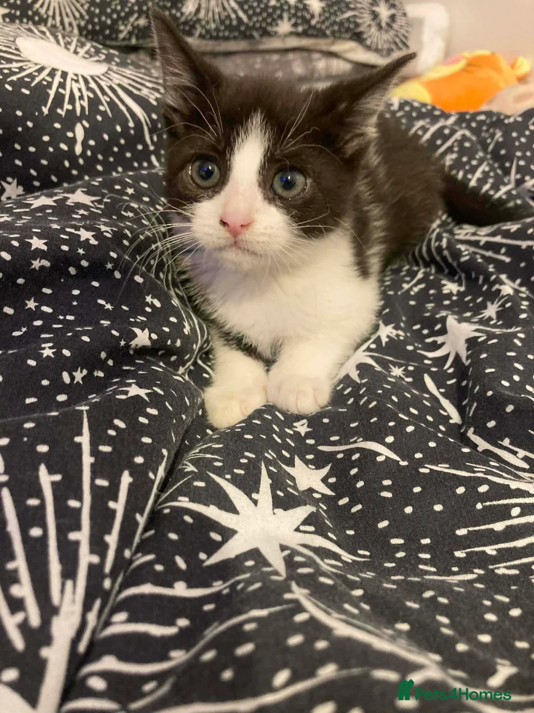 Mixed Breed cats for sale: 4 kitten ready for forever home  - Advert 5