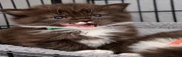 Persian cats for sale: Half Persian Kittens - Advert 13