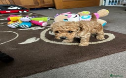 Toy Poodle dogs for sale: Beautiful Toy Poodle Puppies - Image 6