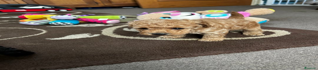 Toy Poodle Puppy 3