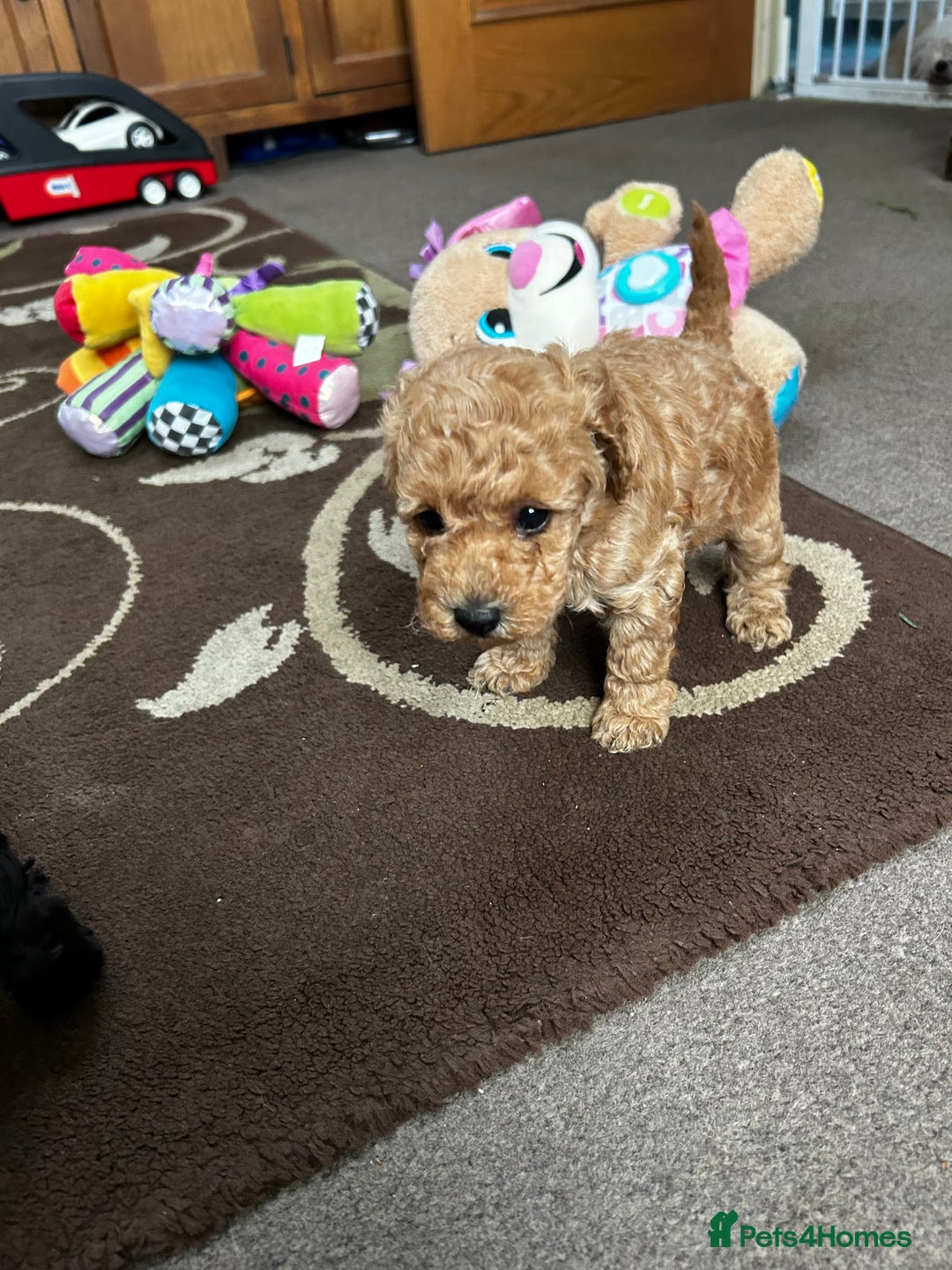 Toy Poodle dogs for sale: Beautiful Toy Poodle Puppies - Image 6