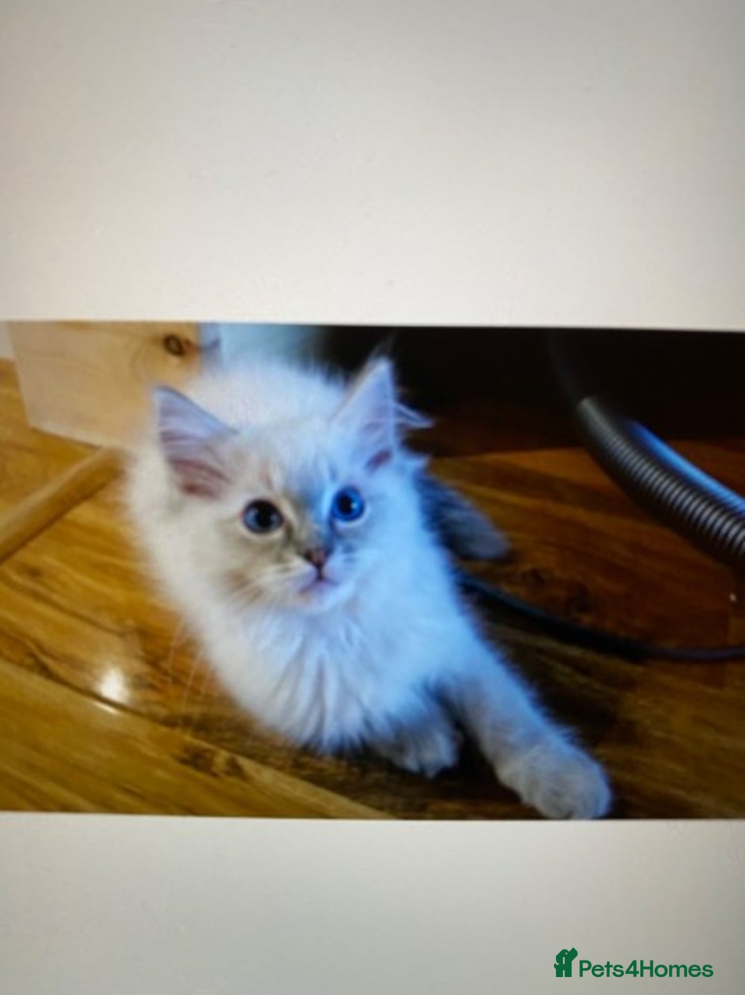 Ragdoll cats for stud: Beautiful blue lynx for stud in Bristol - Advert 4