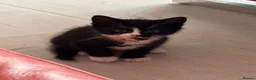 Mixed Breed cats for sale:  7-WEEK-OLD TUXEDO BOY KITTEN in London - Advert 4