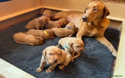 Labrador Retriever dogs for sale: Beautiful Fox Red Labrador Puppies – Family Raised - Image 2