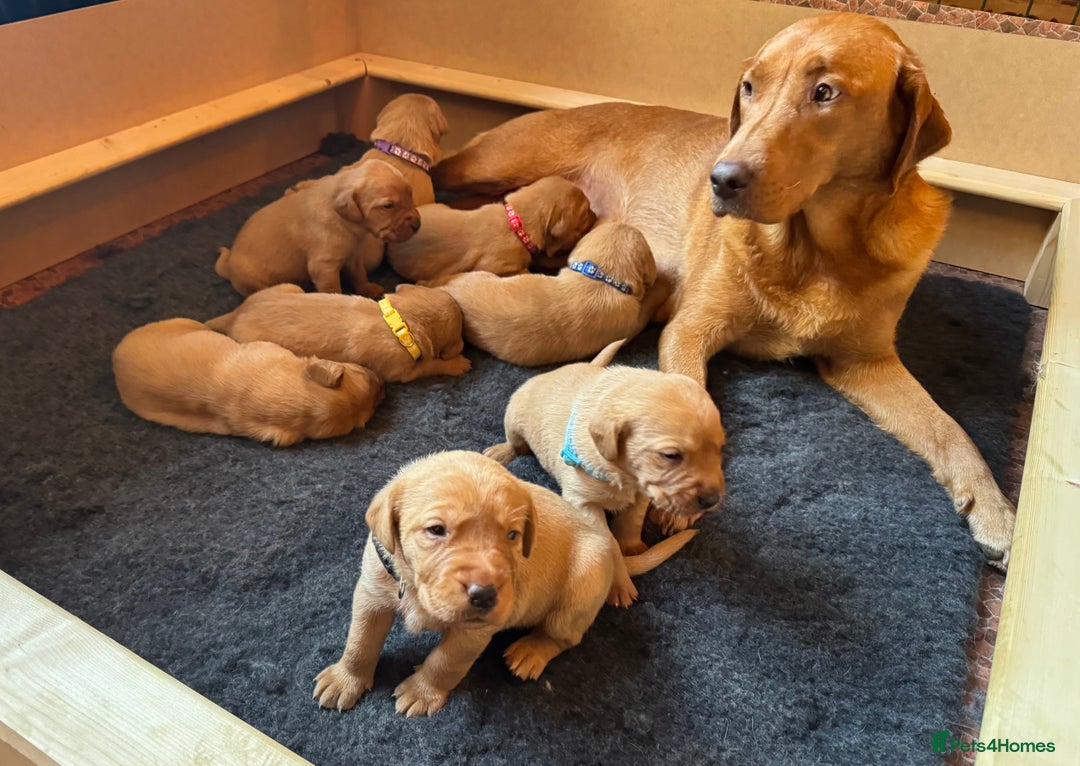 Labrador Retriever dogs for sale: Beautiful Fox Red Labrador Puppies – Family Raised - Image 2