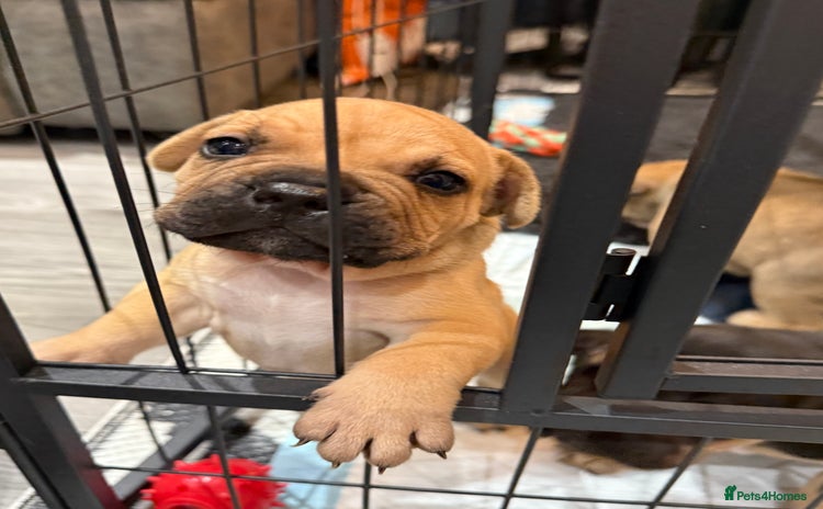 Mixed Breed dogs - Advert 3