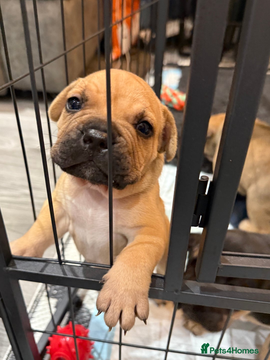 Mixed Breed dogs for sale: American french bully  - Advert 2