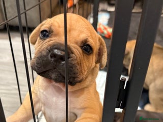 Mixed Breed dogs - Advert 7