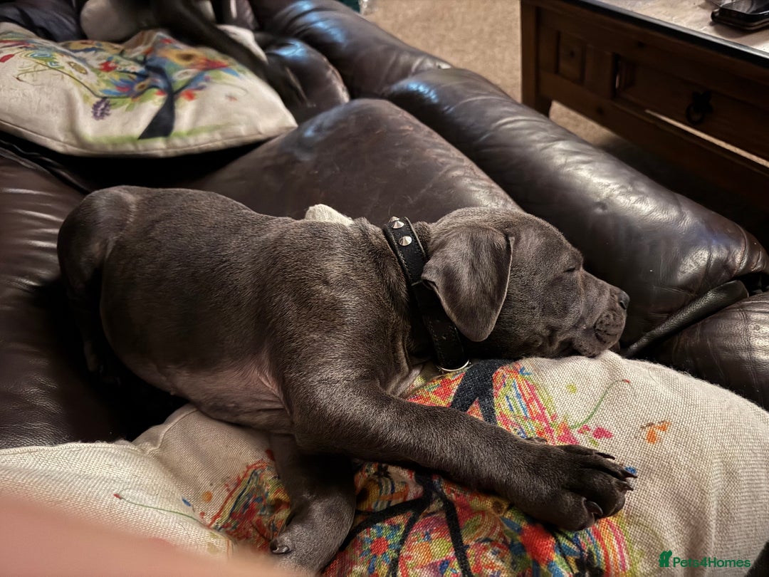 Staffordshire Bull Terrier dogs for sale: Prince Fury - Advert 2