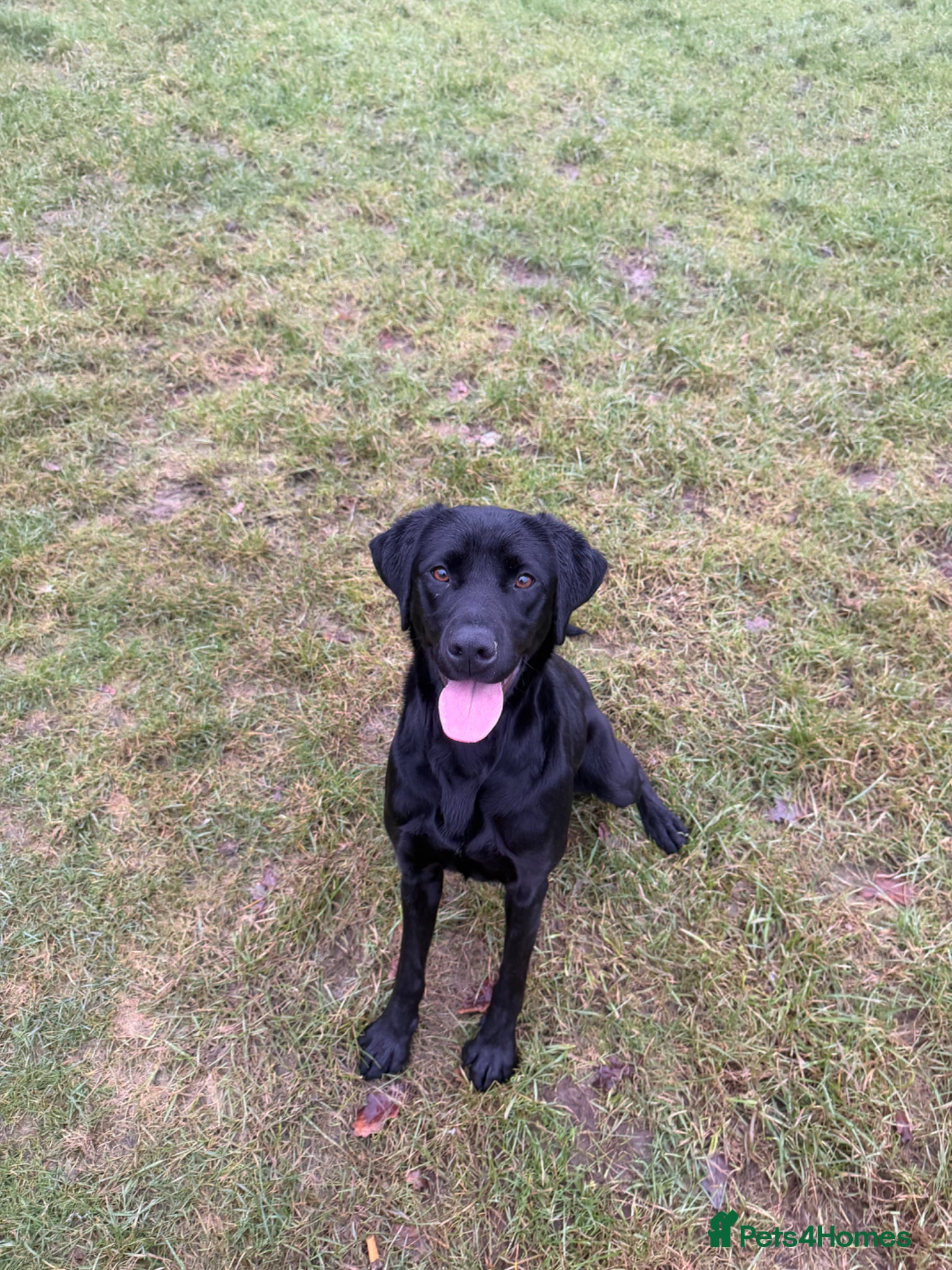 Labrador Retriever dogs Labrador retrievers  - Advert 2