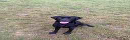Labrador Retriever dogs for sale: Labrador retrievers  in Chesterfield - Advert 2