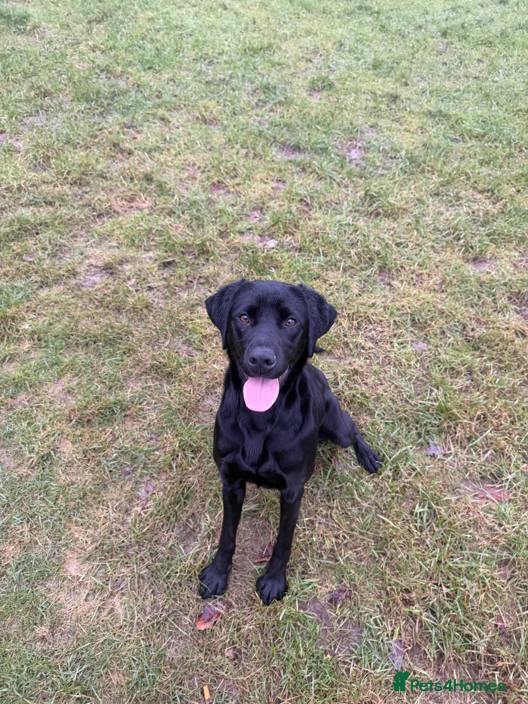 Labrador Retriever dogs for sale: Labrador retrievers  in Chesterfield - Advert 2