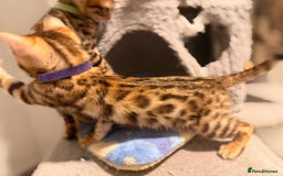 Bengal cats for sale: Exquisite TICA Registered gold&snow BengalKittens  - Image 17
