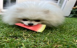 Pomeranian dogs for sale: Pomeranian white - Image 1