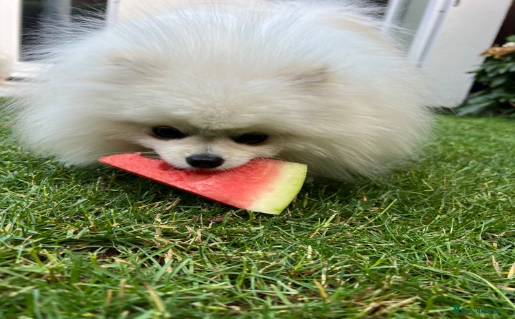 Pomeranian dogs - Advert 6