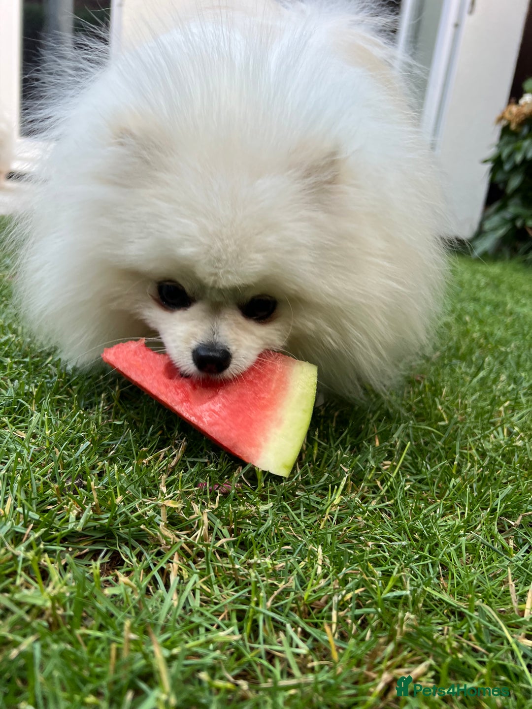 Pomeranian dogs for sale: Pomeranian white - Image 1