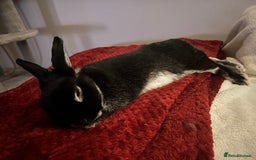 Silver rabbits for sale: Elderly Silver Marten House Rabbit - Image 2