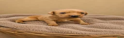 Labrador Retriever dogs for sale: Red/ Dark yellow Labrador retriever Puppies  - Advert 9