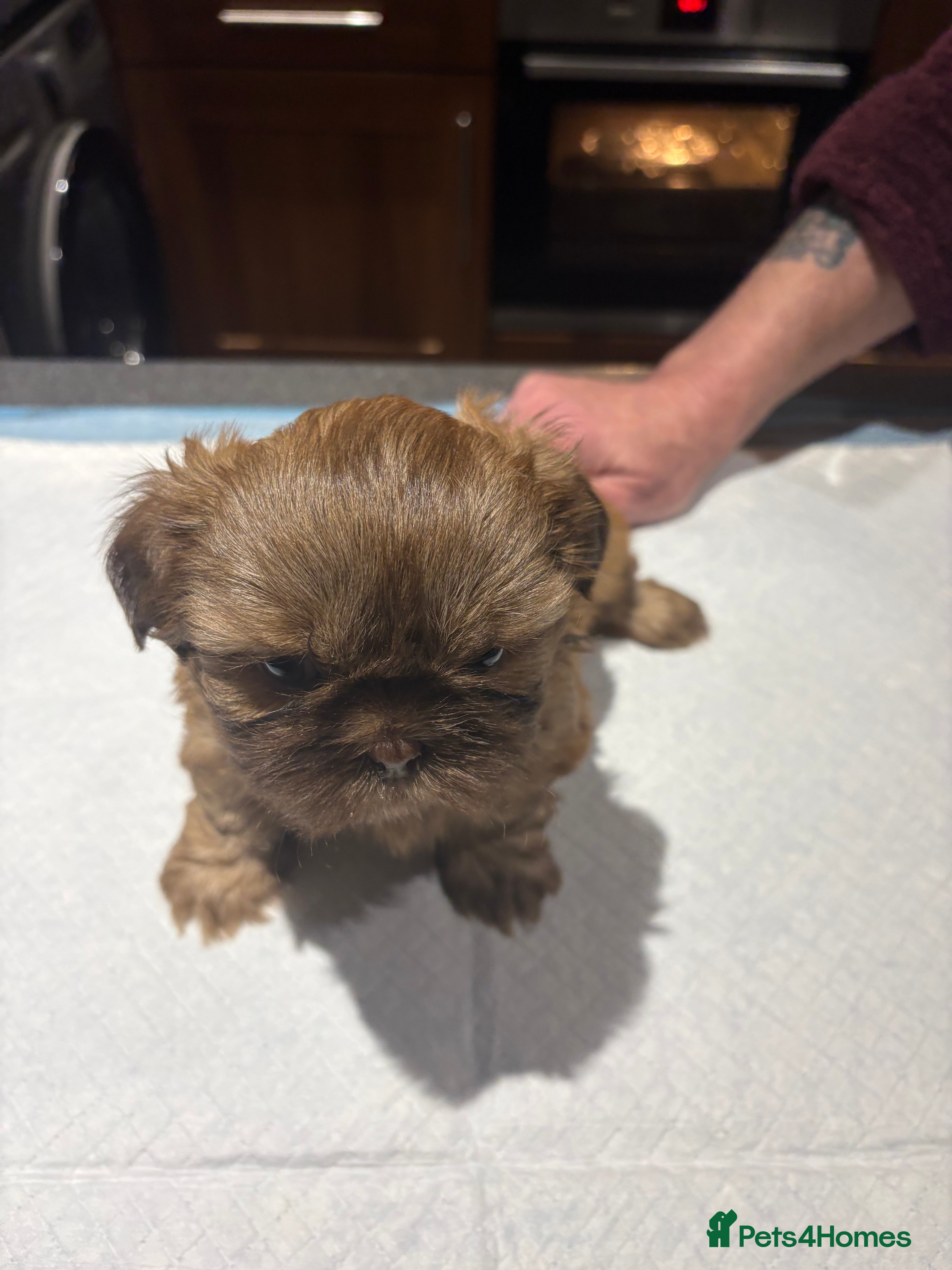 Shih Tzu dogs Karashishi shih tzu - Advert 7