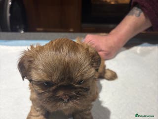 Shih Tzu dogs Karashishi shih tzu - Advert 7