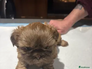 Shih Tzu dogs Karashishi shih tzu - Advert 20