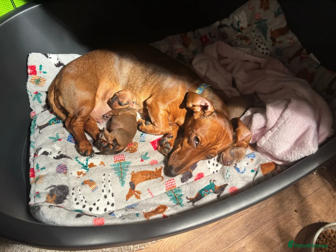 Miniature Dachshund dogs for sale: Miniature dachshund puppies  - Advert 7