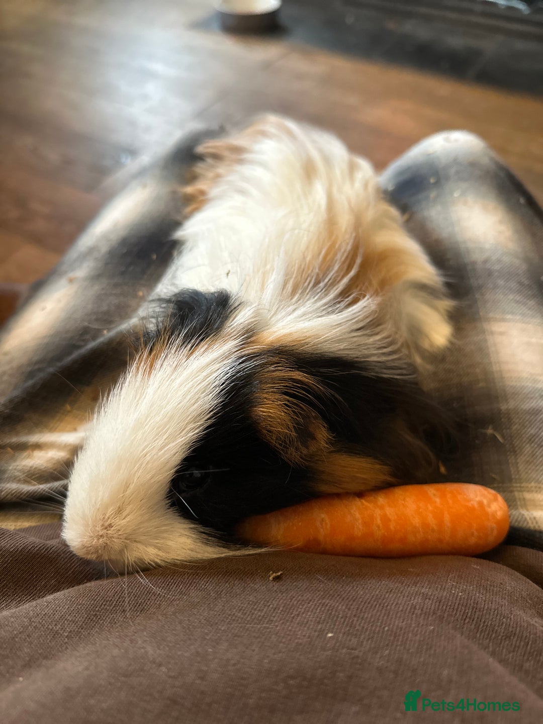 Guinea Pig rodents for sale: Male Guinea Pig, 14 months old  - Advert 4