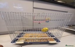 Budgerigars birds for sale: Bird and cage - Image 5