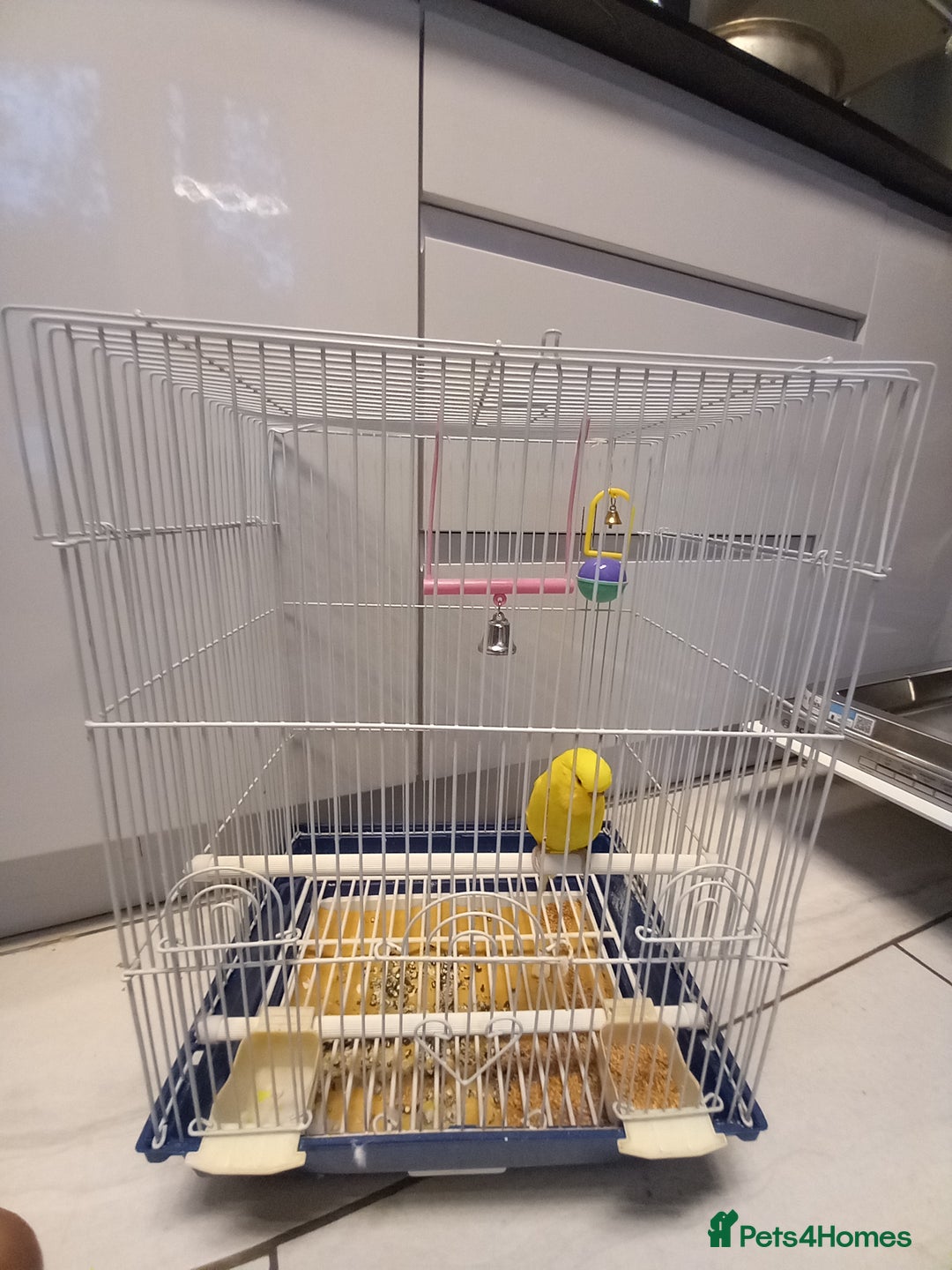 Budgerigars birds for sale: Bird and cage - Image 5