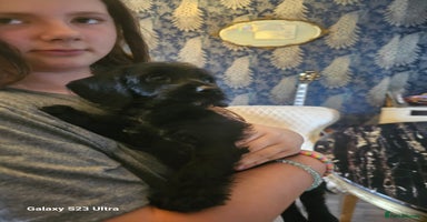 Doxiepoo dogs - Advert 2