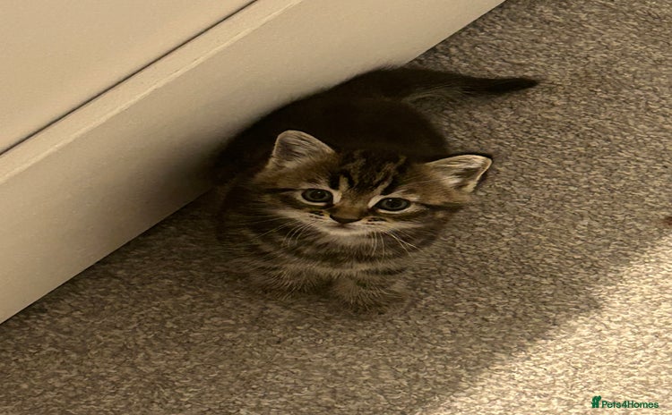 Domestic Shorthair cats - Advert 4