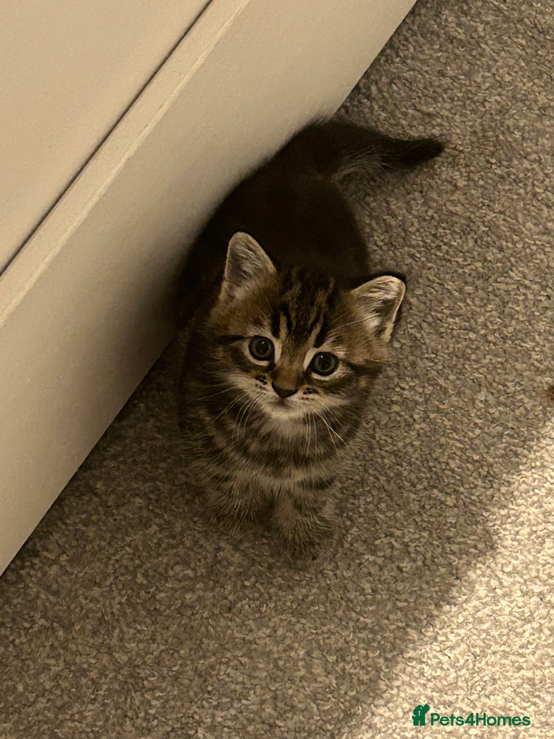 Domestic Shorthair cats for sale: Kittens - Image 1