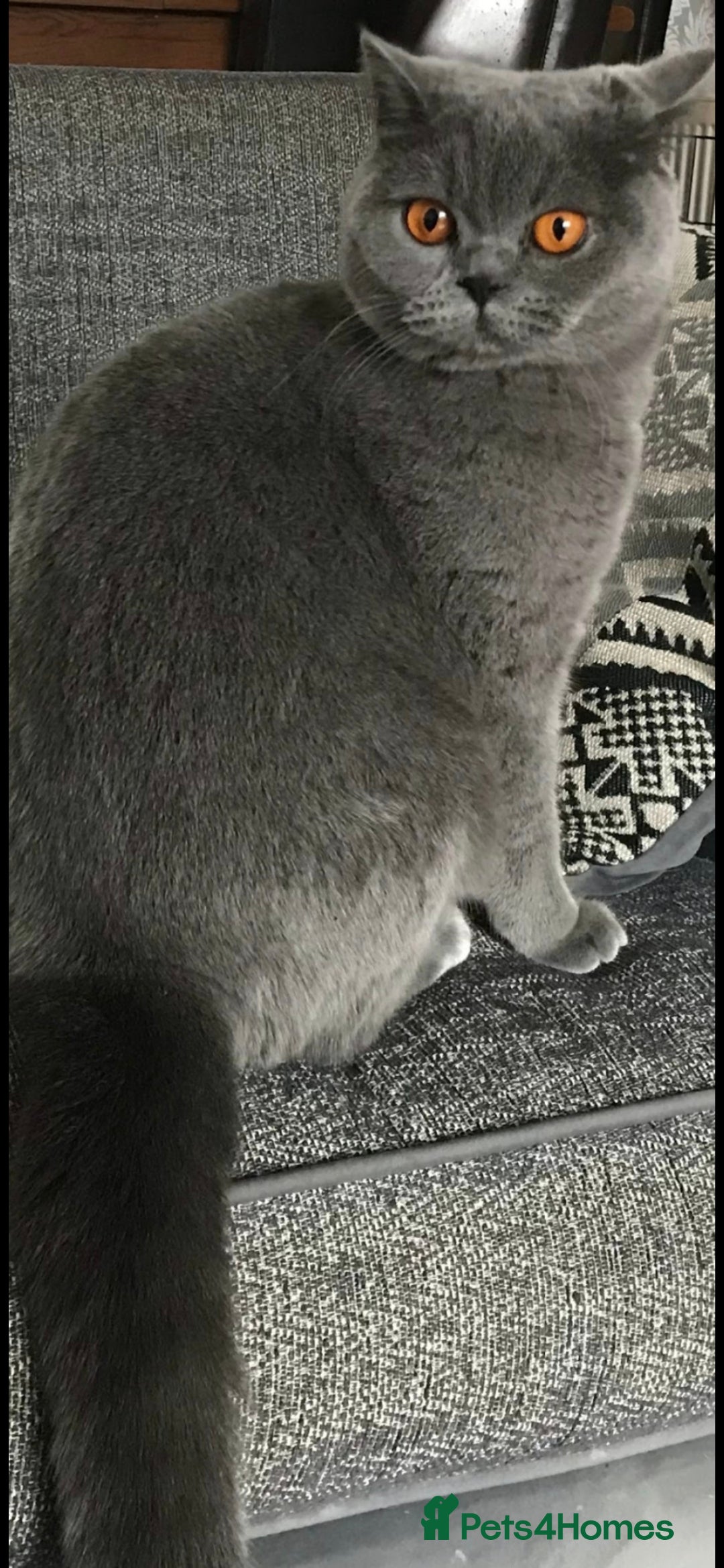 British Shorthair cats for sale: British shorthair kittens for sale  - Image 5