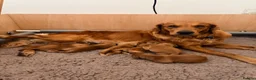 Golden Retriever dogs for sale: Beautiful KC Golden Retriever puppies for sale in Brackley - Advert 3