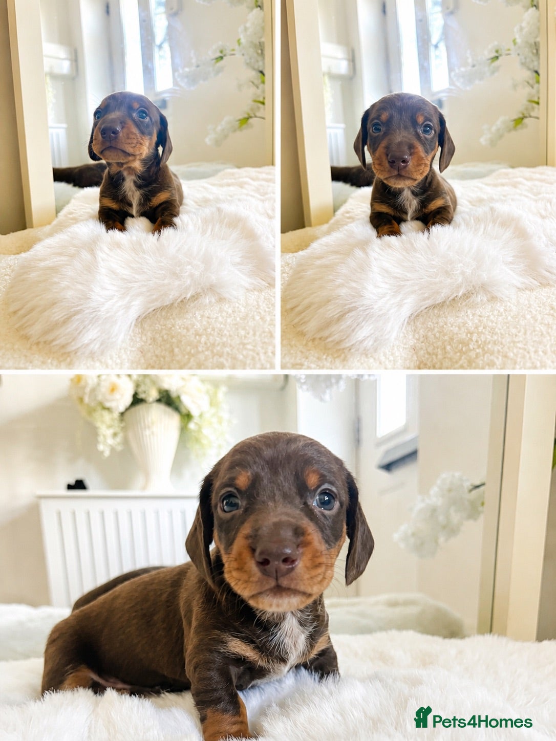 Dachshund dogs 🐾 1 Chocolate and tan boy left!!  🐾 - Advert 1