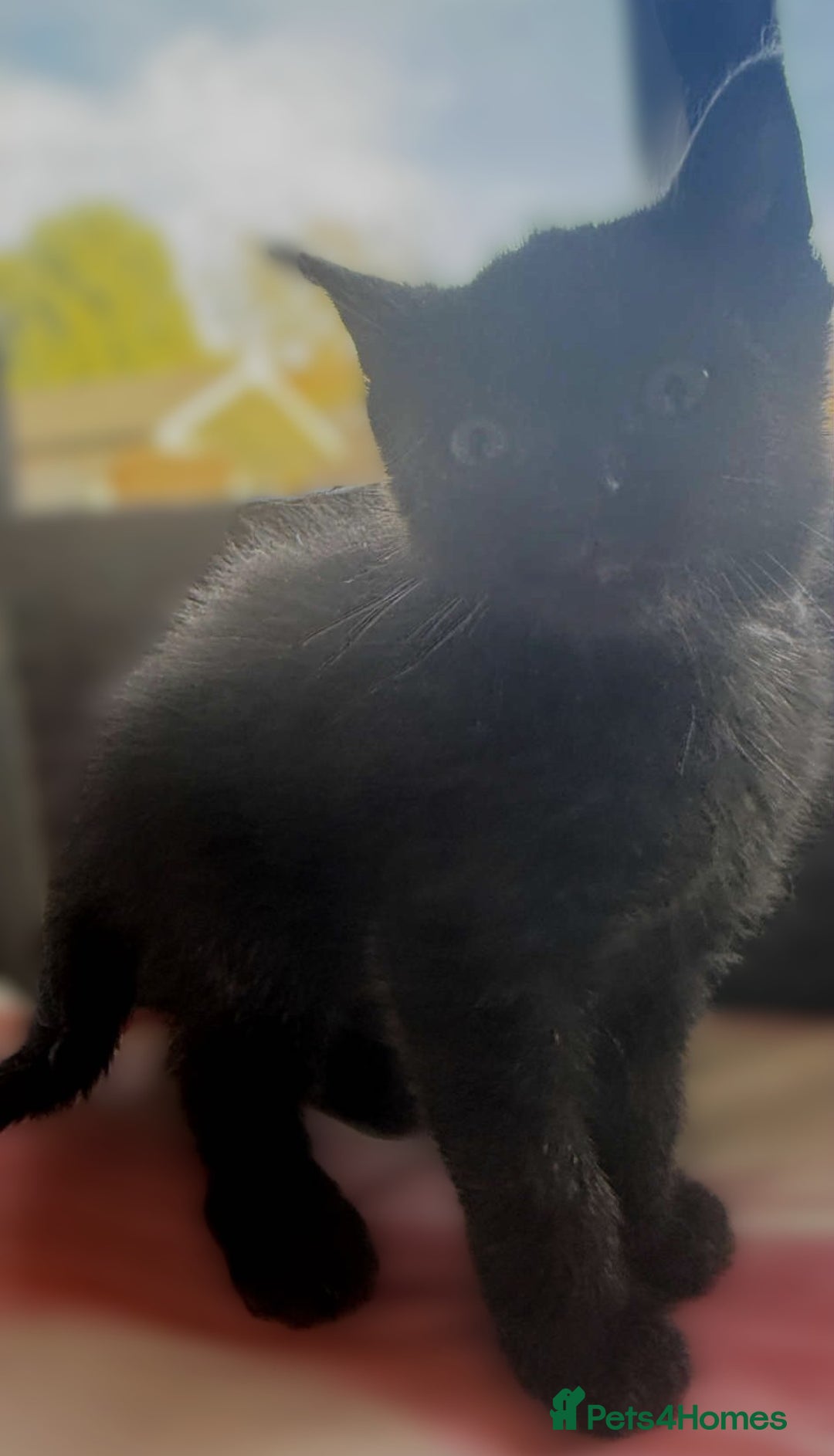 Mixed Breed cats for sale: Beautiful Litter of 4 kittens  - Image 9
