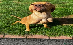 Mixed Breed dogs for sale: HUNGAROAN VIZSLADOR PUPPIES - VIZSLA x LABRADOR - Image 8