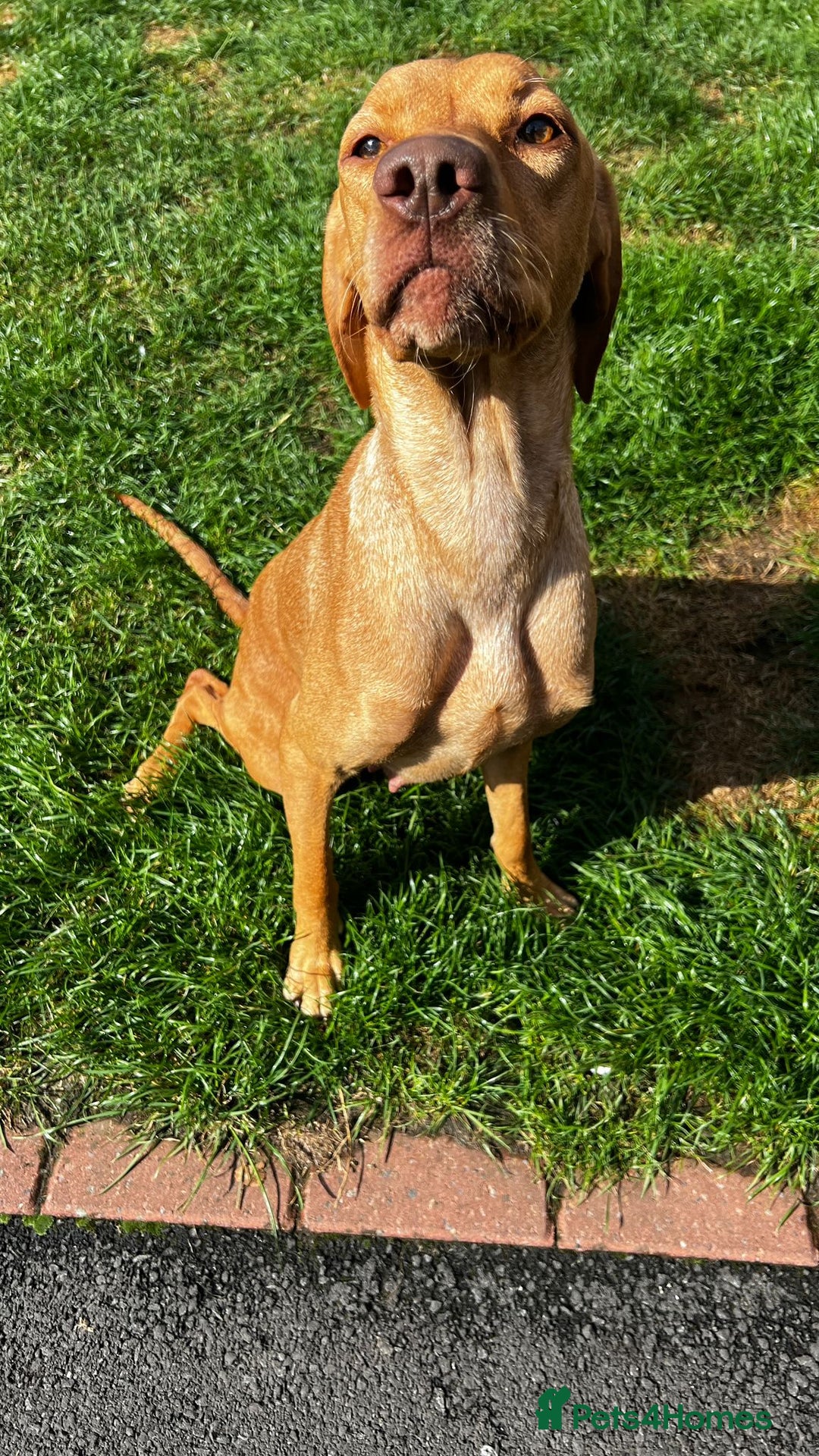 Mixed Breed dogs for sale: HUNGAROAN VIZSLADOR PUPPIES - VIZSLA x LABRADOR - Image 8