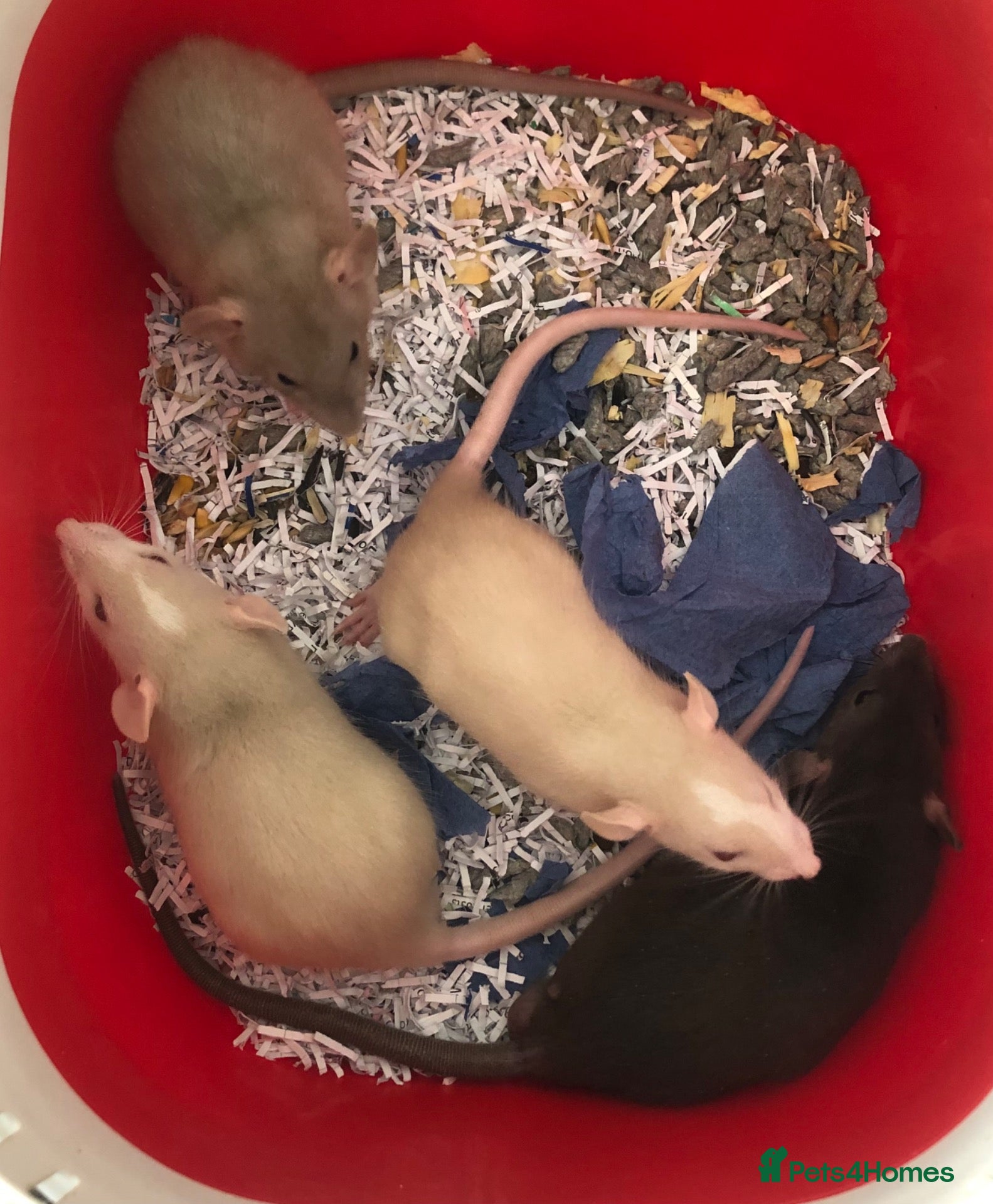 Rat rodents Baby dumbo rats - Advert 2