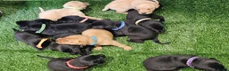 Labrador Retriever dogs for sale: Lovely Labrador puppy’s  in Taunton - Advert 29