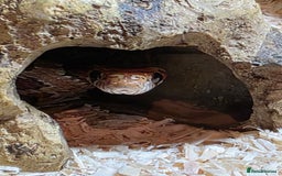 Corn Snake reptiles for sale: Corn Snake - Image 3