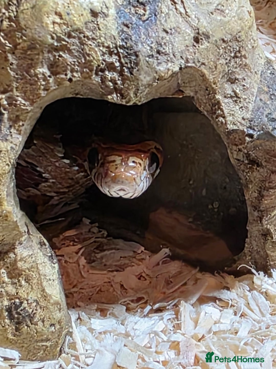 Corn Snake reptiles for sale: Corn Snake - Image 3