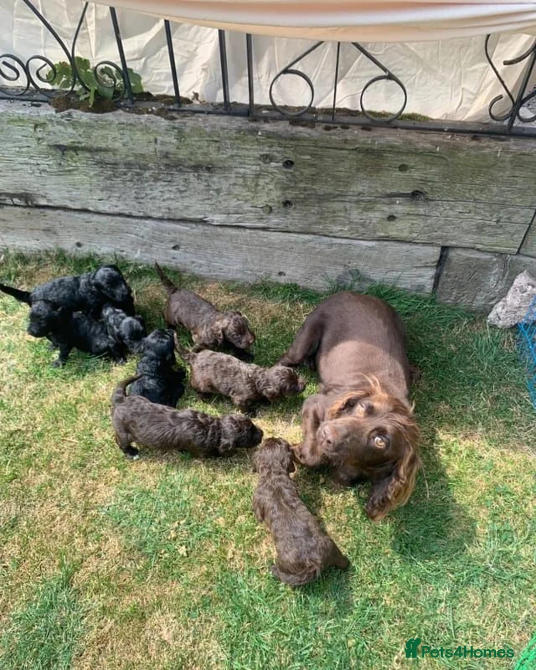 Cockapoo dogs for sale: STUNNING F1 COCKAPOO PUPS 1 GIRL 2 BOYS REMAINING - Advert 28