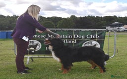 Bernese Mountain Dog dogs for stud: KC / Health tested male  - Image 1