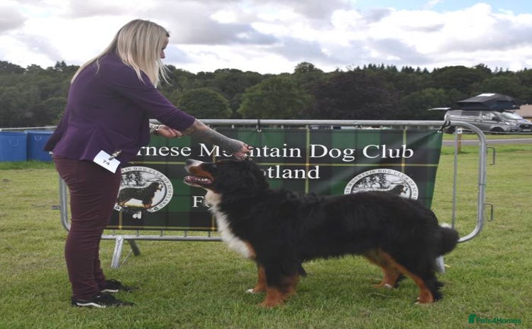 Bernese Mountain Dog dogs - Advert 1