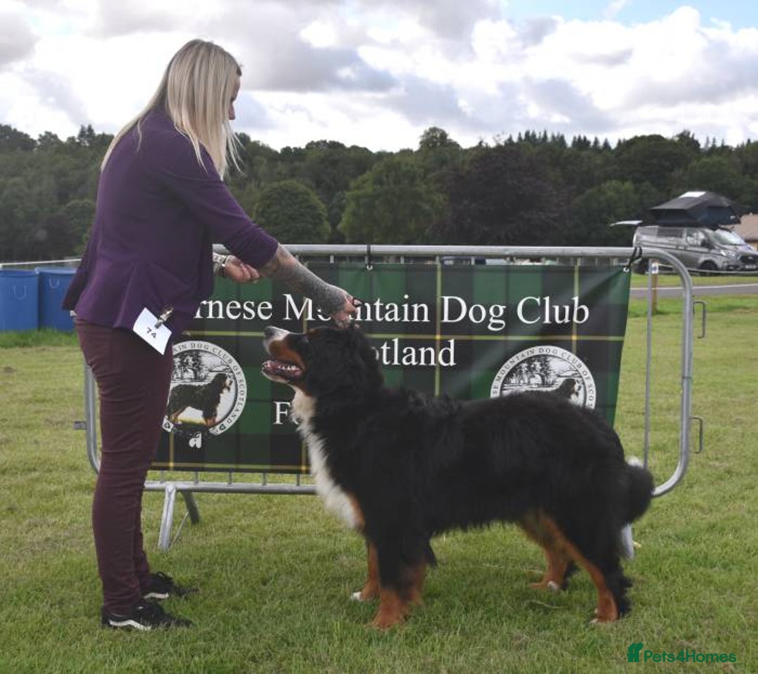 Bernese Mountain Dog dogs for stud: KC / Health tested male  - Image 1