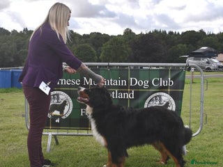 Bernese Mountain Dog dogs - Advert 2