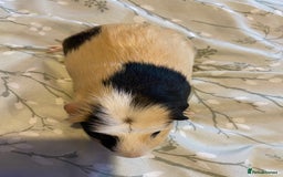 Guinea Pig rodents for sale: Guinea pigs  - Image 18