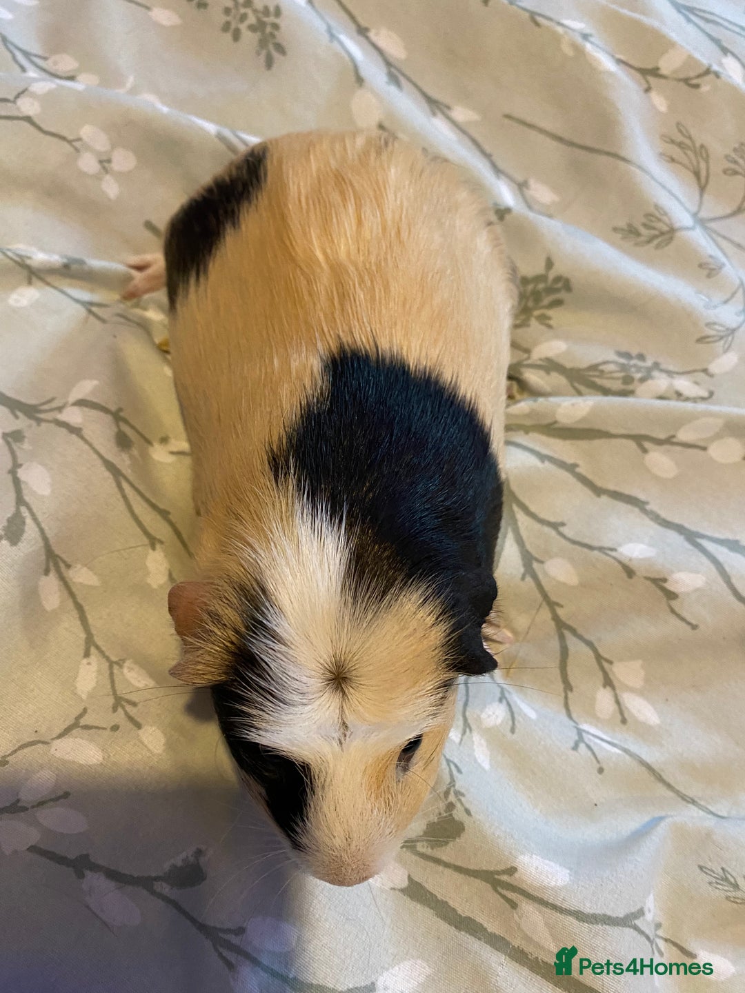 Guinea Pig rodents for sale: Guinea pigs  - Image 18