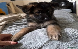 German Shepherd dogs for sale: 6 beautiful long haired German Shepards for sale! - Image 3